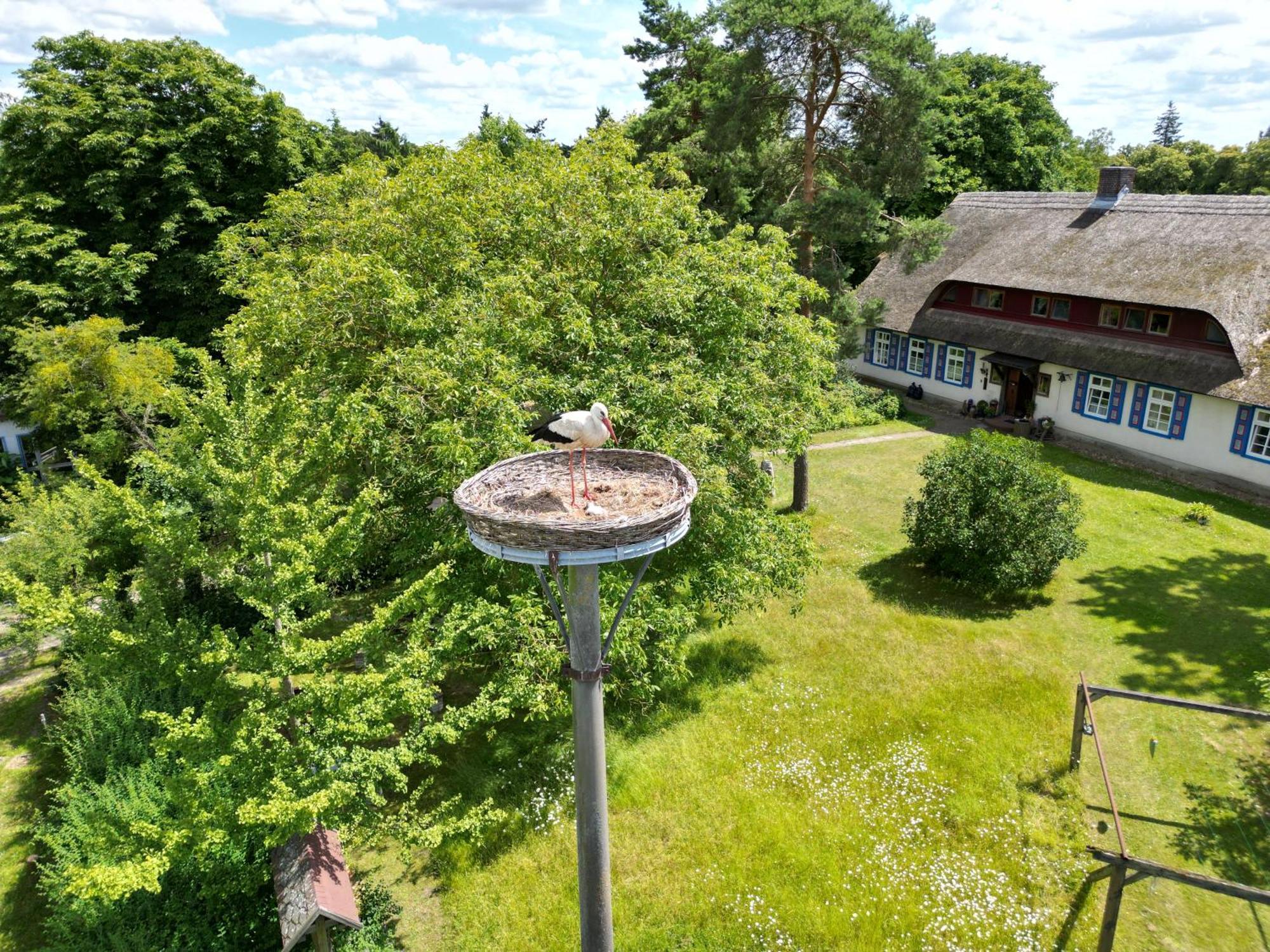 Pfarrhaus Tollensesee Apartment Penzlin